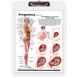 Pregnancy Dry Erase Clipboard