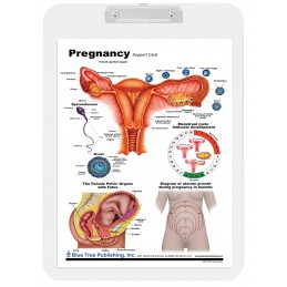 Pregnancy Dry Erase Clipboard back