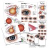 Eye Education Set