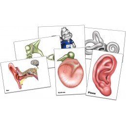 Ear Mini Cards Set