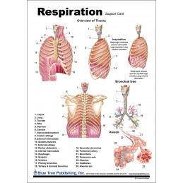 Respiration Anatomical Chart back