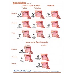 Speech Articulation Anatomical Chart card two front