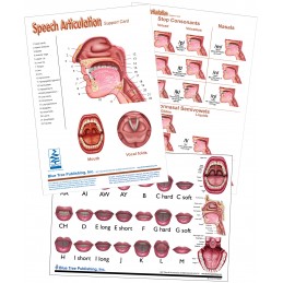 Speech Articulation Speech Lip Shapes Anatomical Chart Set