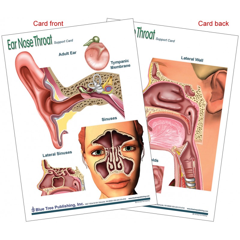 Ear Nose Throat Anatomical Chart