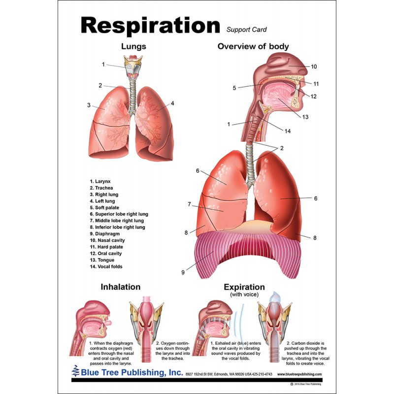 Respiration Anatomical Chart front