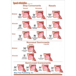 Speech Articulation Anatomical Chart card two front