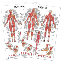 Muscles Female & Male Large Poster