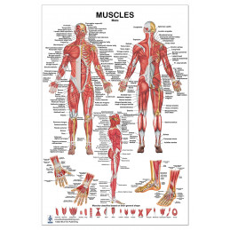 Muscles male Large Poster