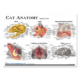 Cat Anatomy of the Head