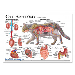 Cat Anatomy organs