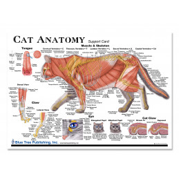 Cat Anatomy Muscles