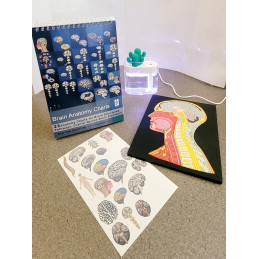 Brain Anatomy Flip Chart with Head and Neck Mat Model, Tattoos and Humidifier Special Set!