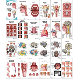 SLP Anatomy Pocket Charts contents