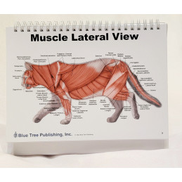 Muscle Views