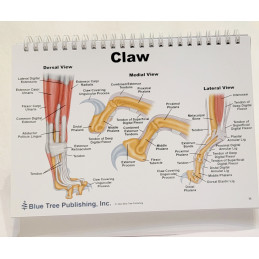 Claw anatomy