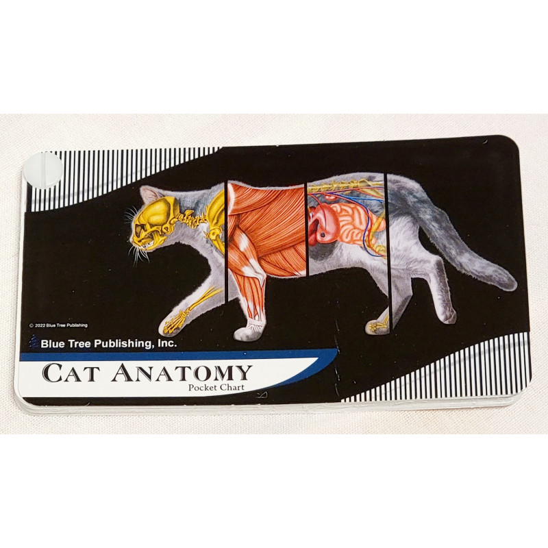Cat anatomy Pocket Chart