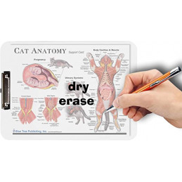 Use dry erase to draw on and wipe away.