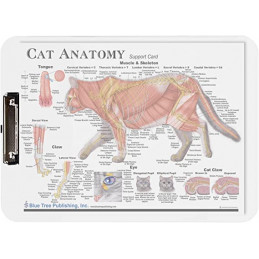Clear large cat anatomy