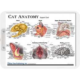 Clear large cat anatomy