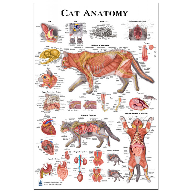 Cat Anatomy Poster