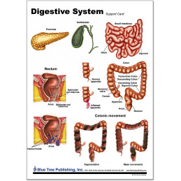 side 1 digestive chart
