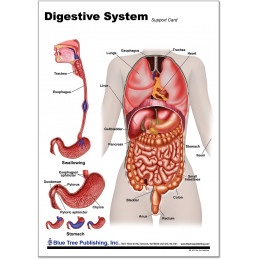 side 2 of digestive chart