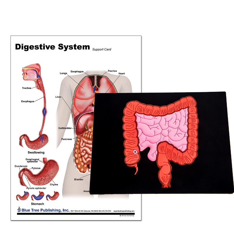 Colon Model with Chart