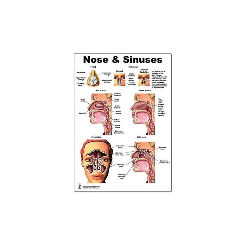 Nose and Sinuses Regular Poster
