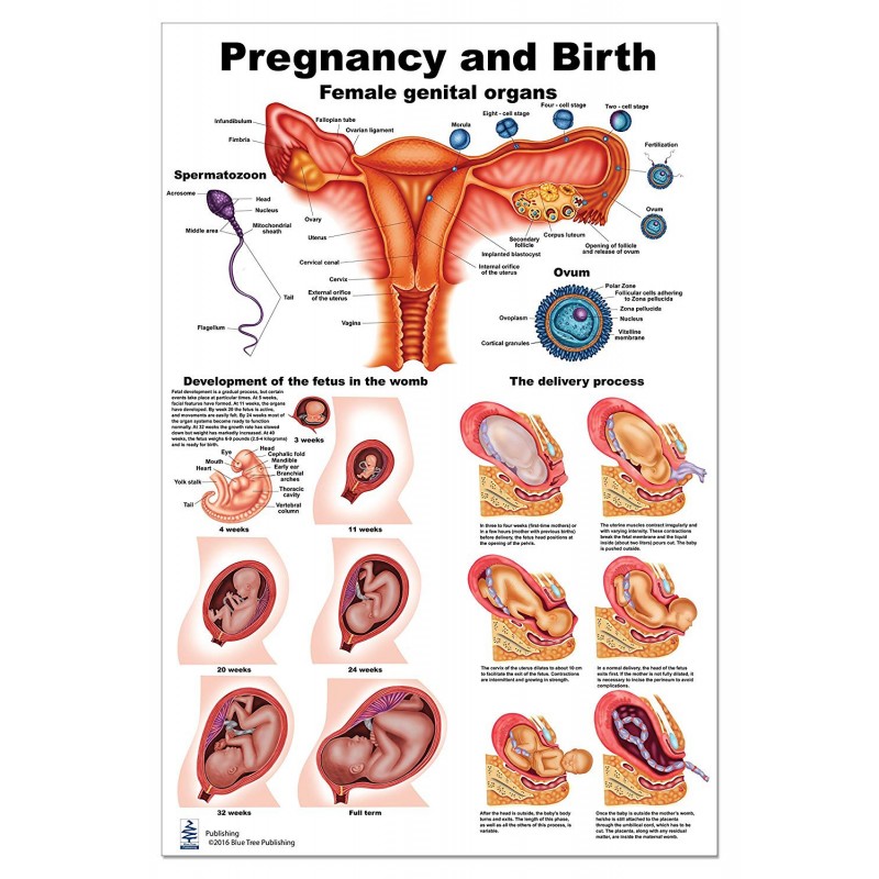 Pregnancy and Birth Large Poster