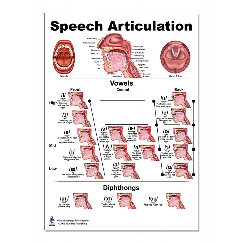 speech definition of articulation