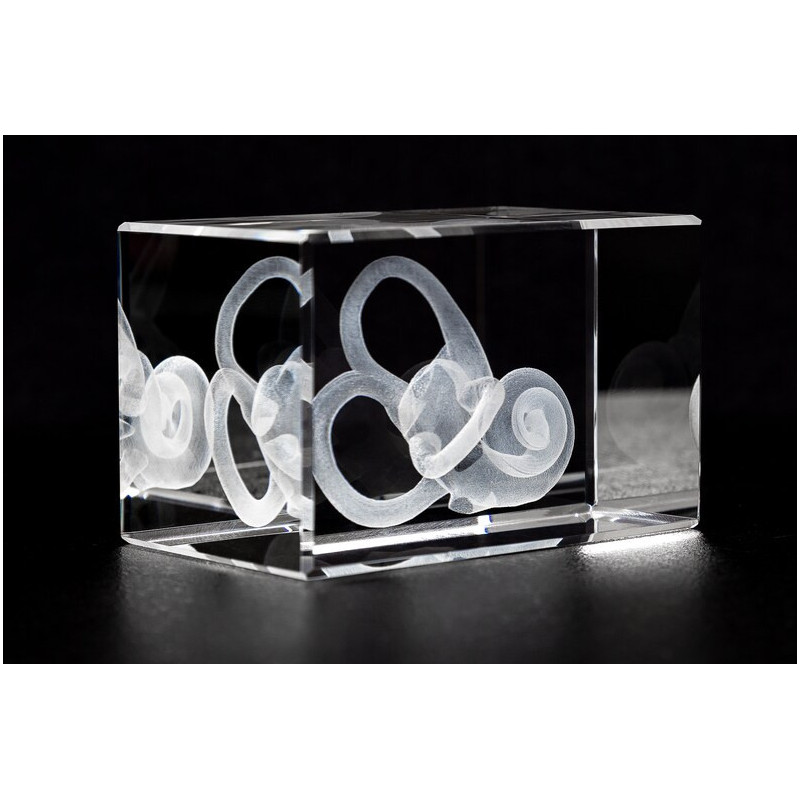 Speech Articulation Regular Poster Set