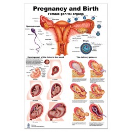 Pregnancy and Birth Regular Poster