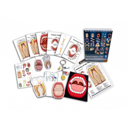 Dentist Gift Set with teeth anatomy chart, Mouth Model and Anatomy Clipboard