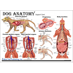 Dog Anatomy Chart side 3