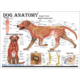 Dog Anatomy Chart side1
