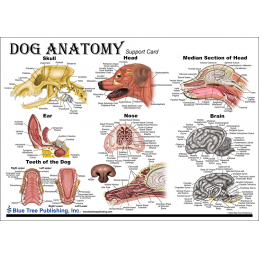 Dog Anatomy Chart side2