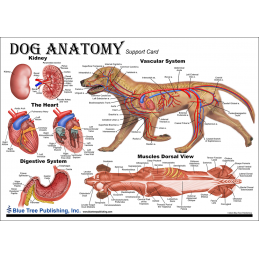 Dog Anatomy Chart side 4