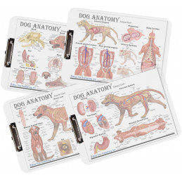 Dog Anatomy Dry Erase Clipboard Set