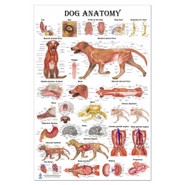 Dog Anatomy Large Poster