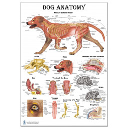 Dog Anatomy Regular Poster Set poster one