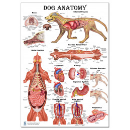 Dog Anatomy Regular Poster Set poster two