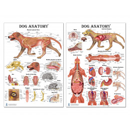 Dog Anatomy Regular Poster Set