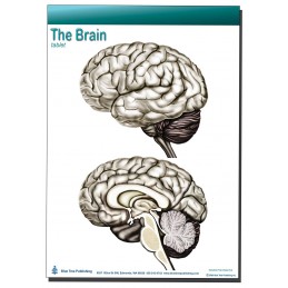 Brain Tablet 1 pack