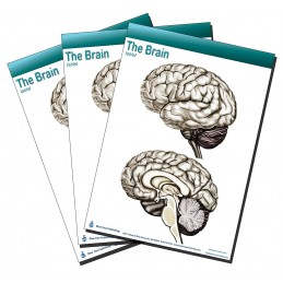 Brain Tablet 3 pack