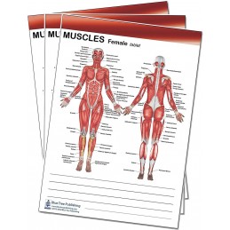 Muscle Female and Male Tablet 3 pack