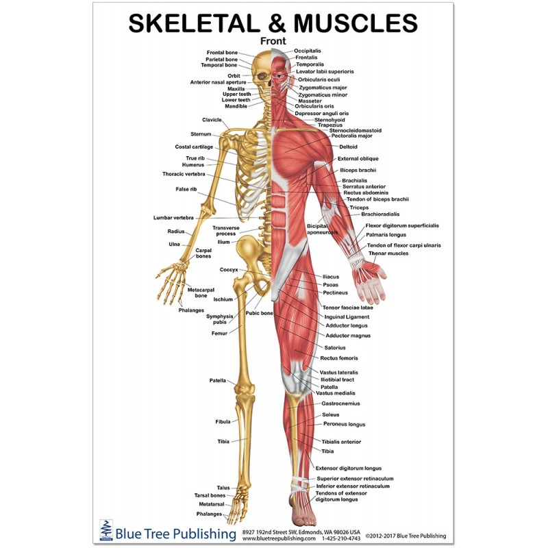 Skeletal and Muscles Front Large Poster