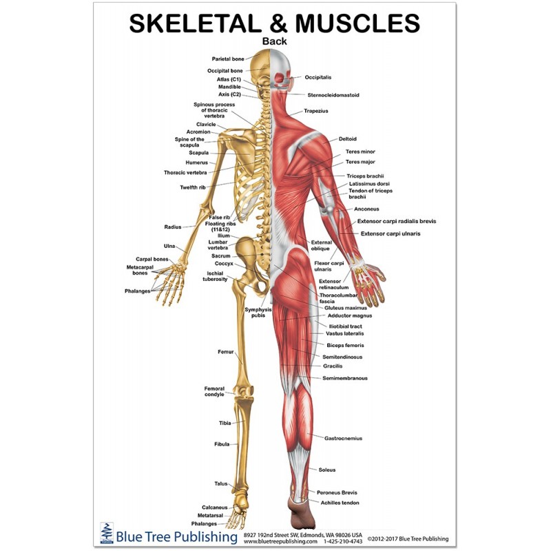 Skeletal and Muscles Back Regular Poster