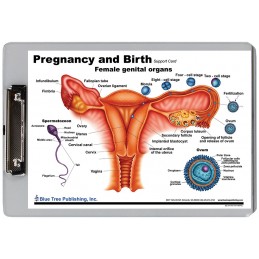 Pregnancy and Birth Dry Erase Clipboard front view