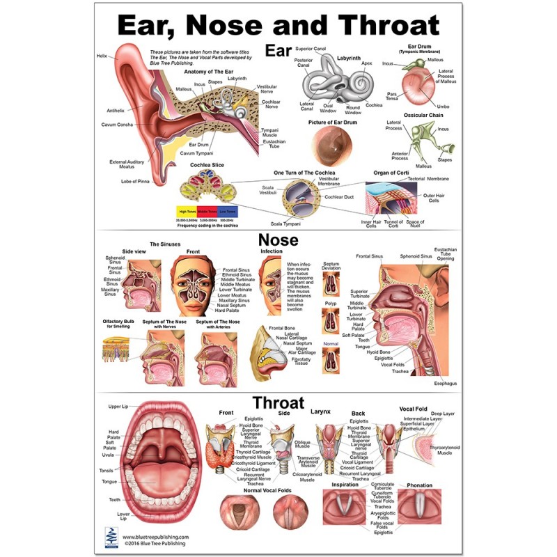 Ear Nose And Throat Anatomical Chart Images And Photos Finder