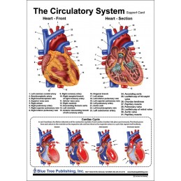 Circulatory and Heart Anatomical Chart front